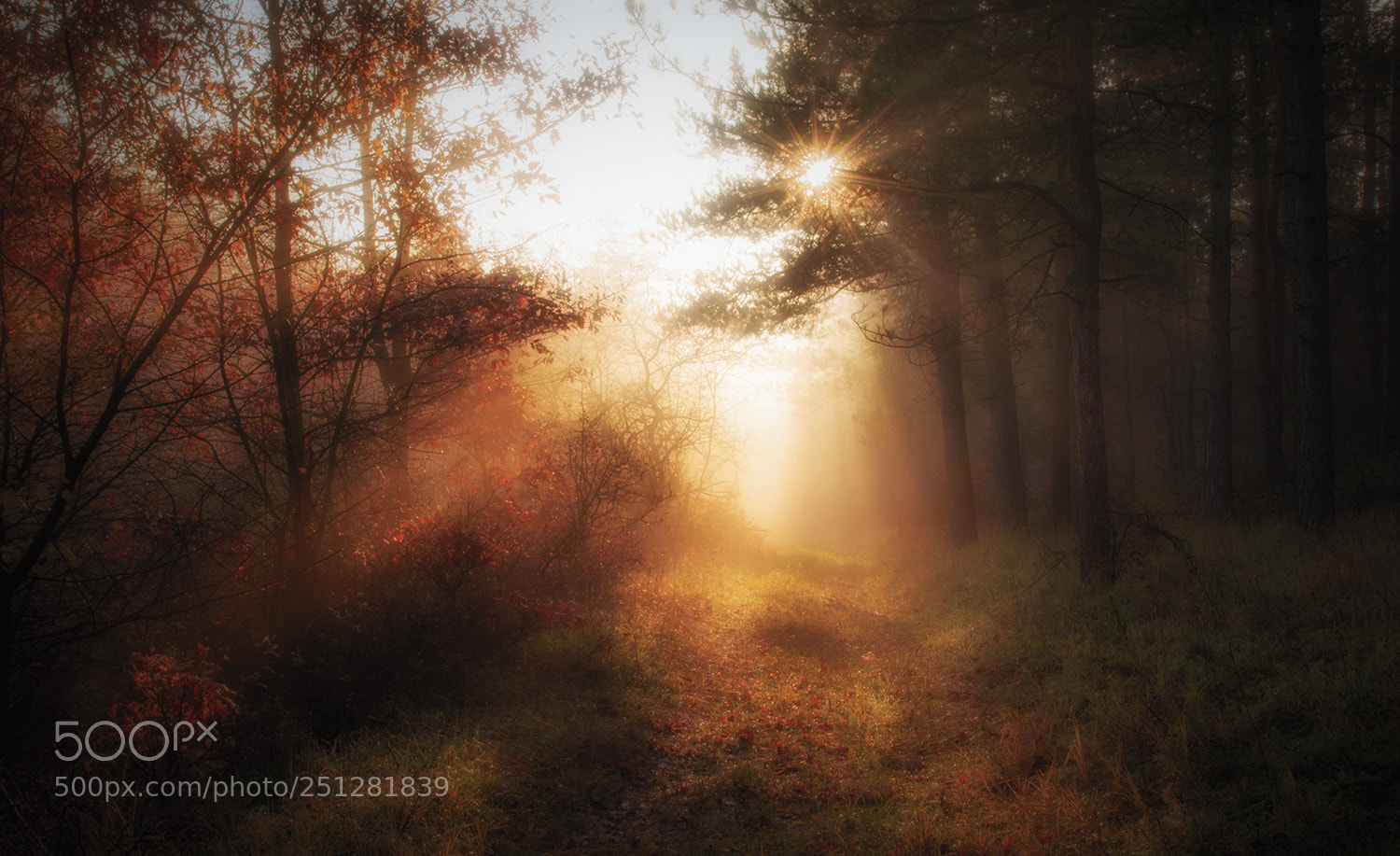 Sony Alpha DSLR-A580 sample photo. Morning dream photography