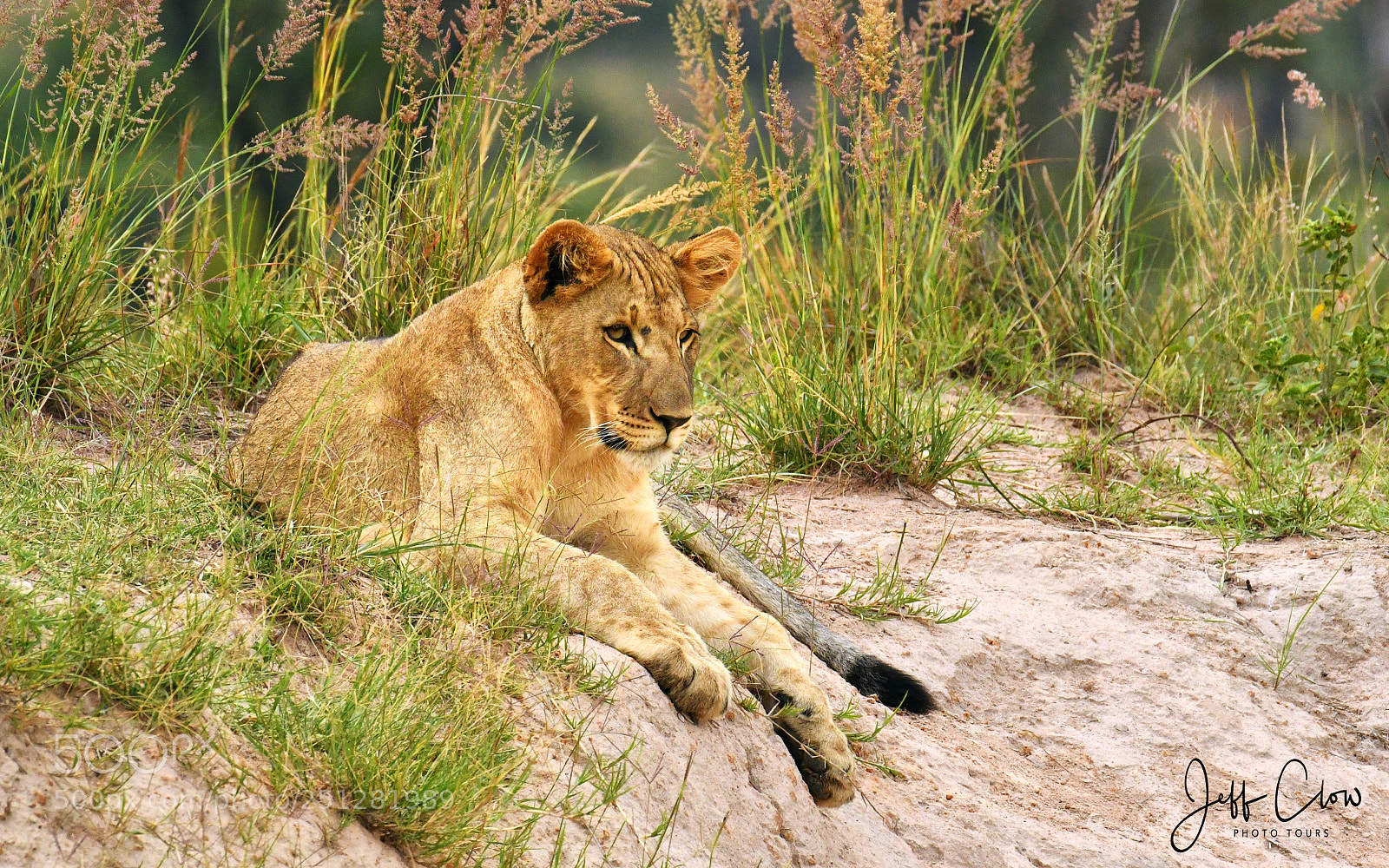 Nikon D500 sample photo. In the tall grass photography