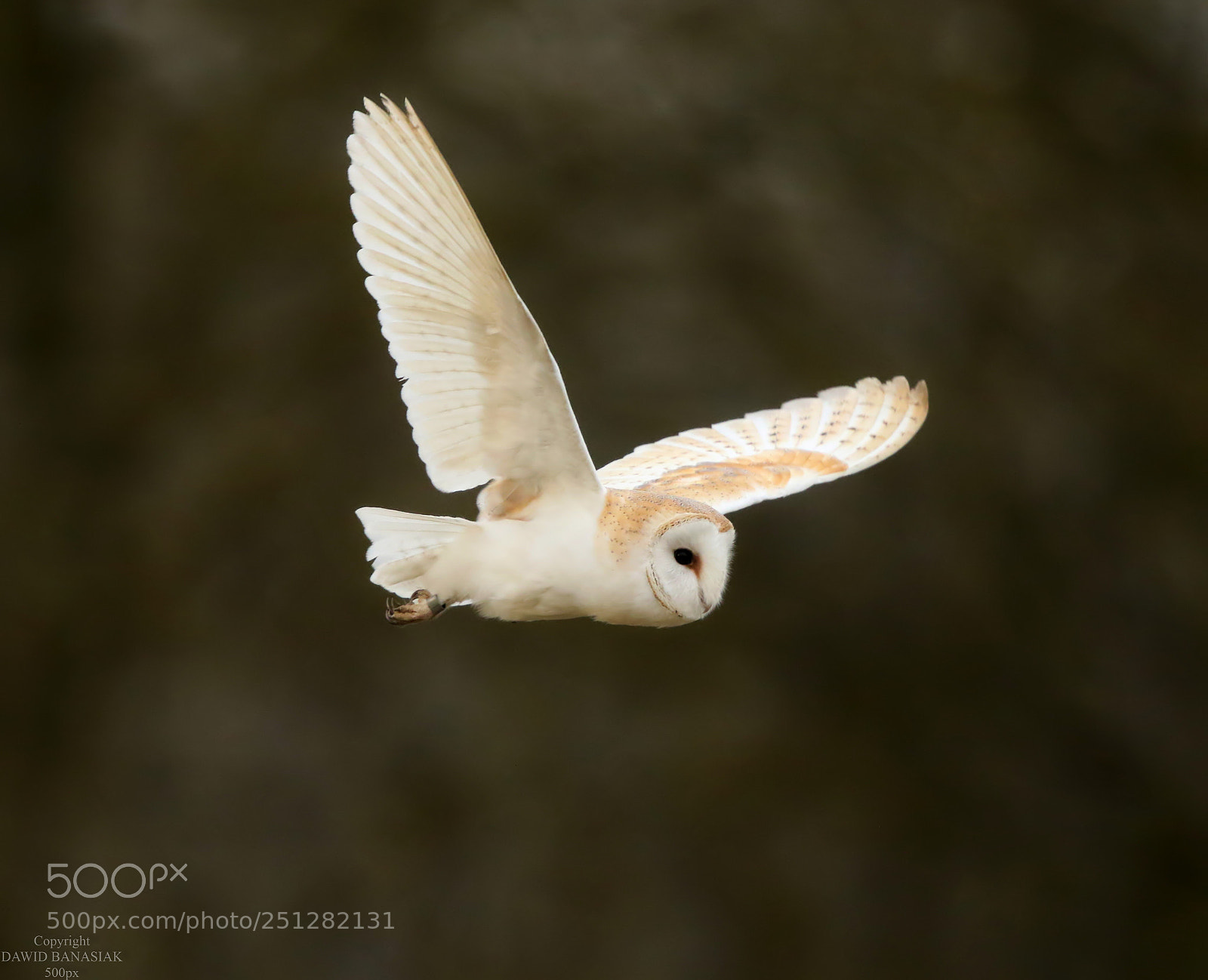Canon EOS 7D Mark II sample photo. White quen photography
