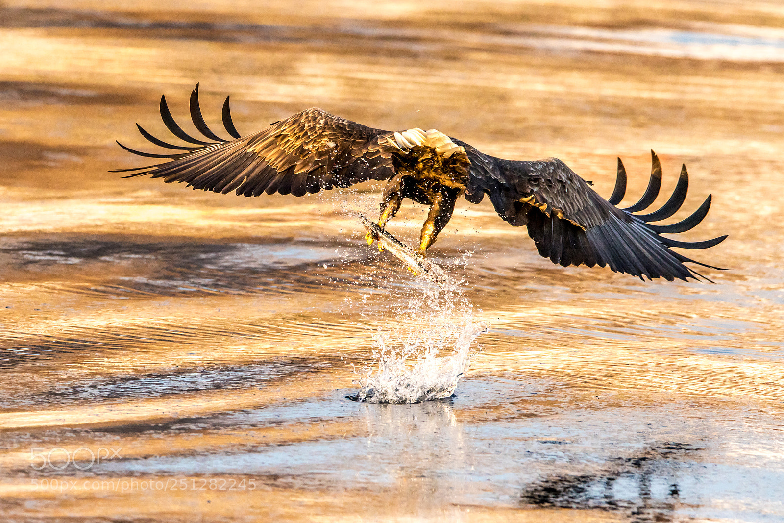 Nikon D500 sample photo. Golden sea, golden wings photography