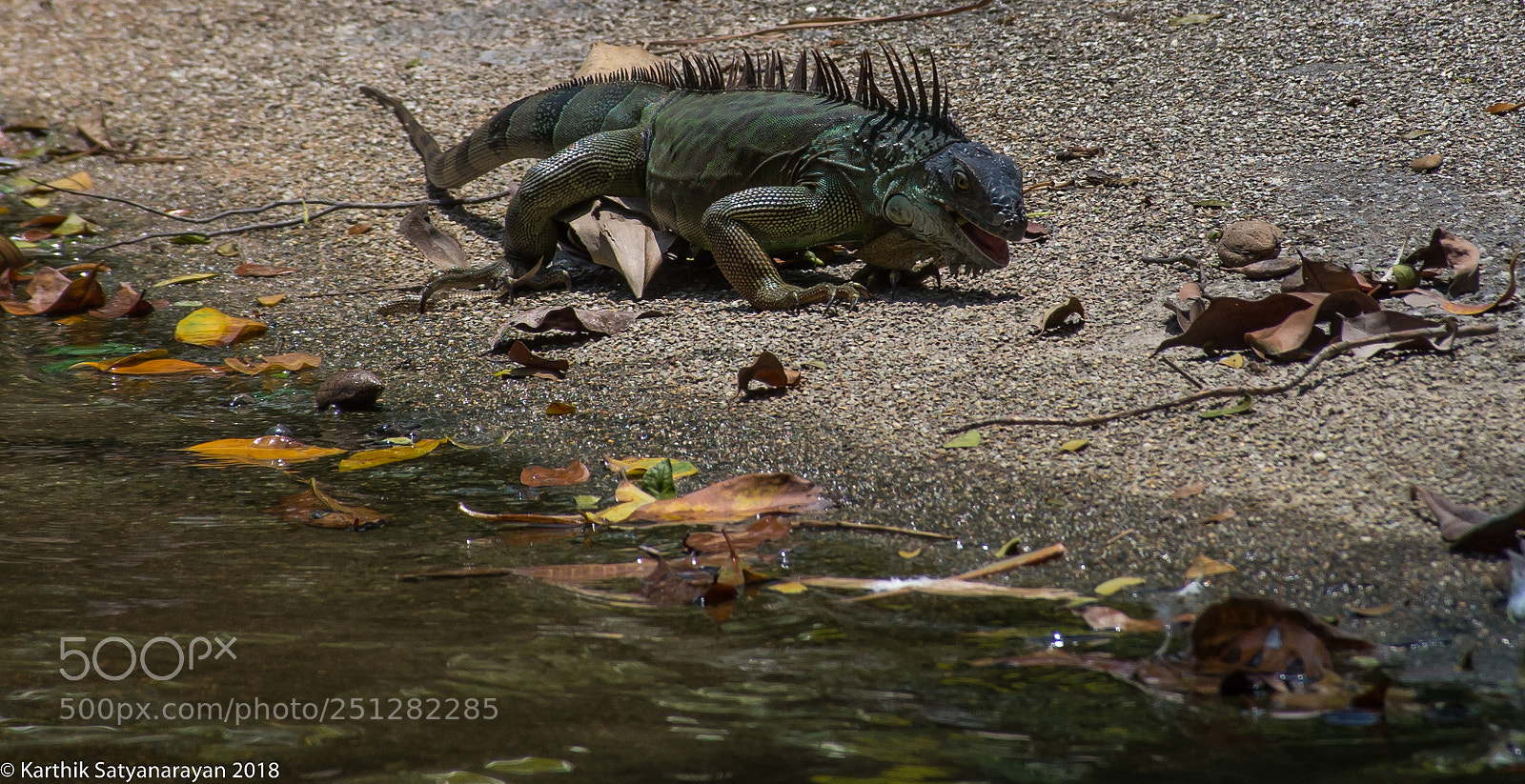 Nikon D7200 sample photo. Hungry iguana photography