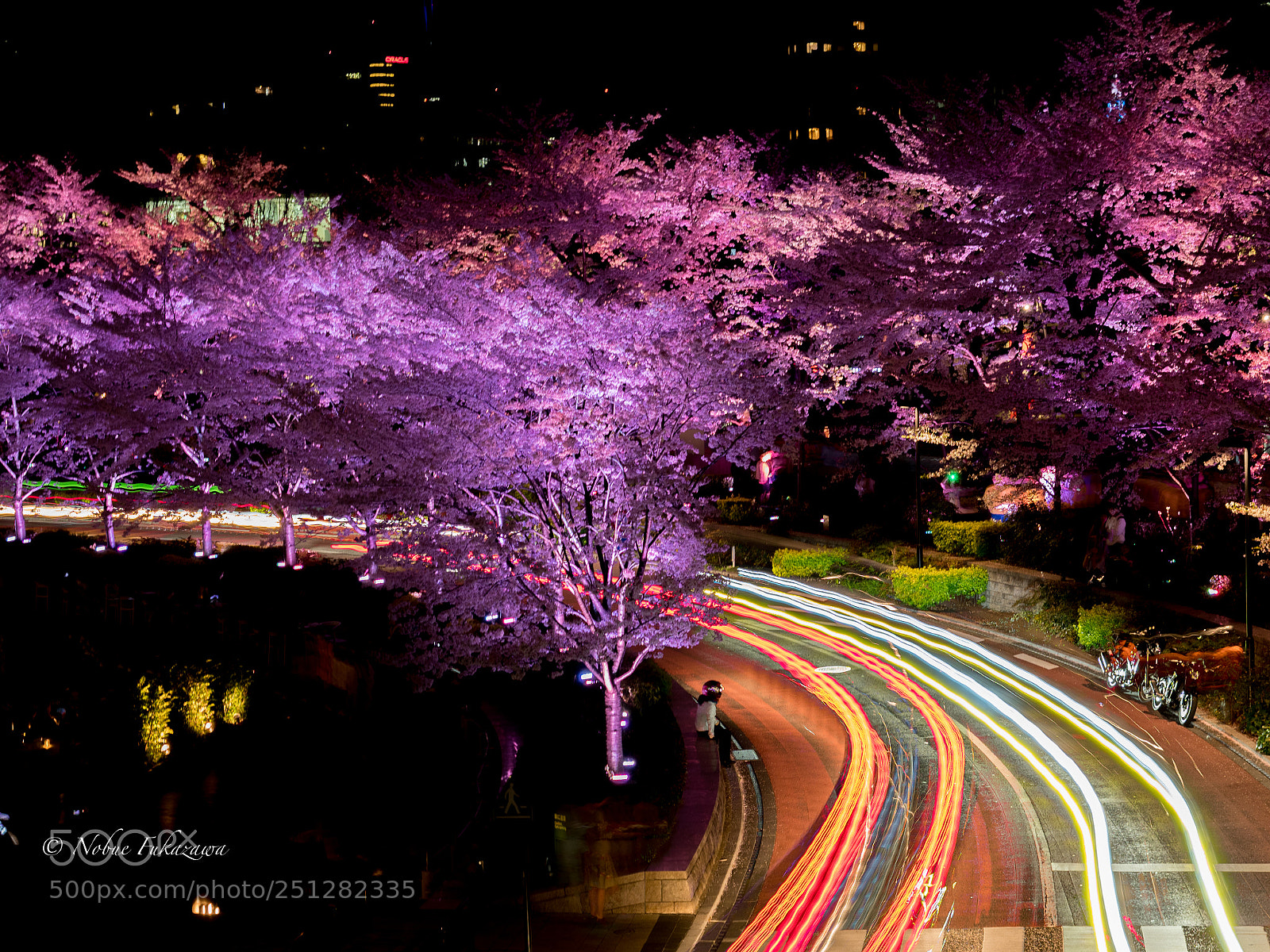 Olympus OM-D E-M1 Mark II sample photo. Urban cherry blossom viewing photography