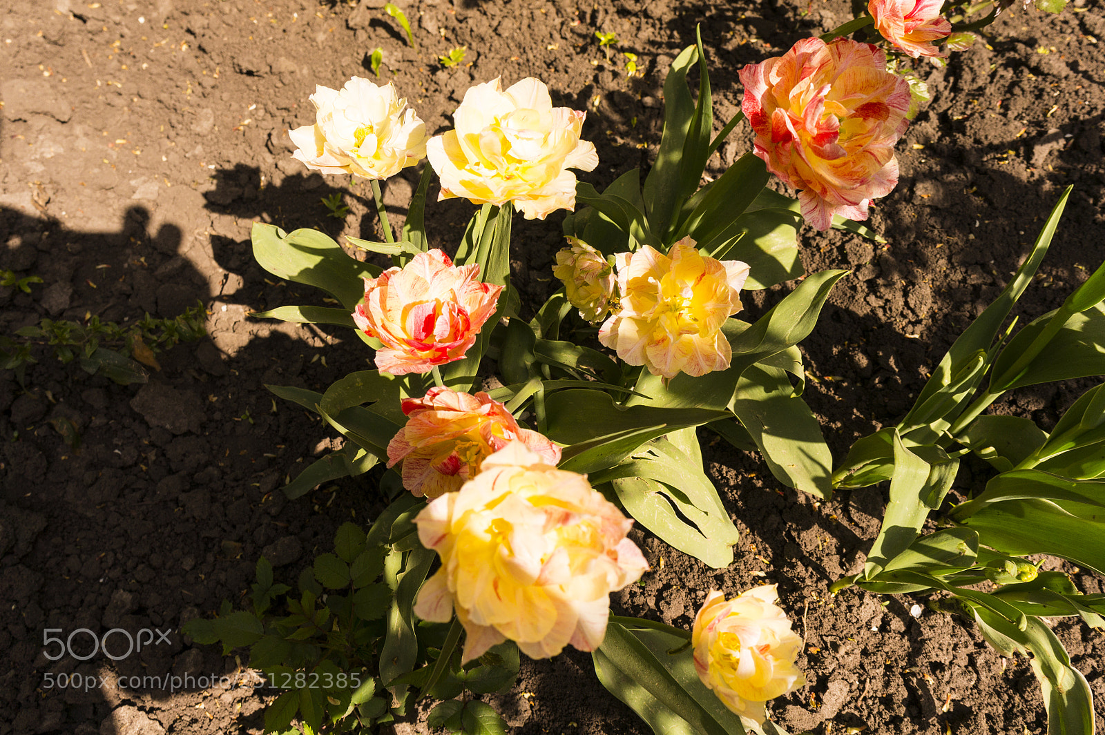 Sony Alpha NEX-5 sample photo. Spring. the first rose photography