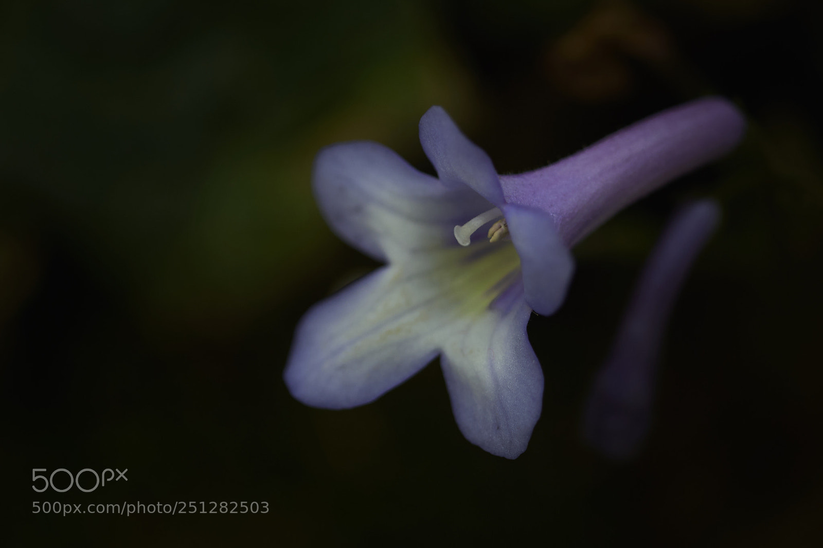 Nikon D200 sample photo. Purple flora photography