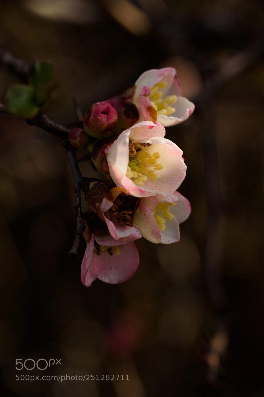 Nikon D5500 sample photo. Let's stay together.. photography