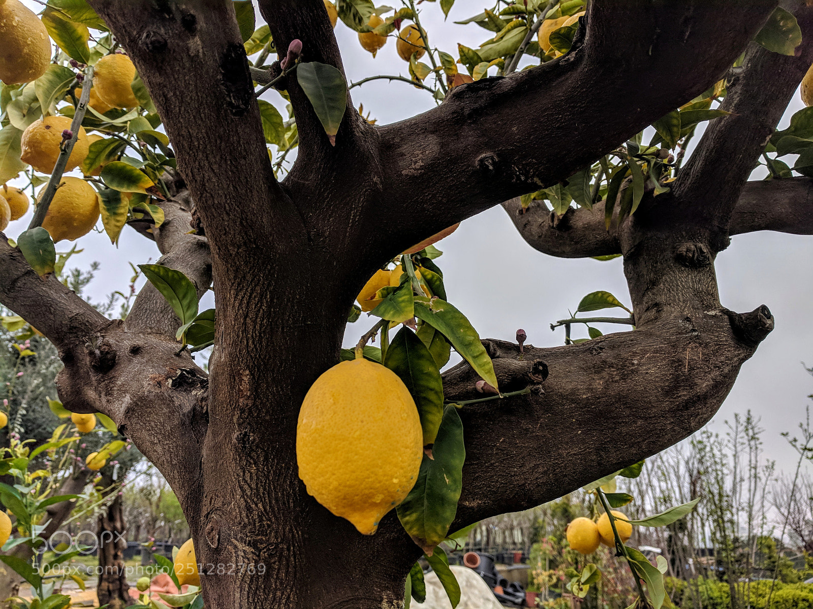 Google Pixel XL sample photo. Lemon at bough photography