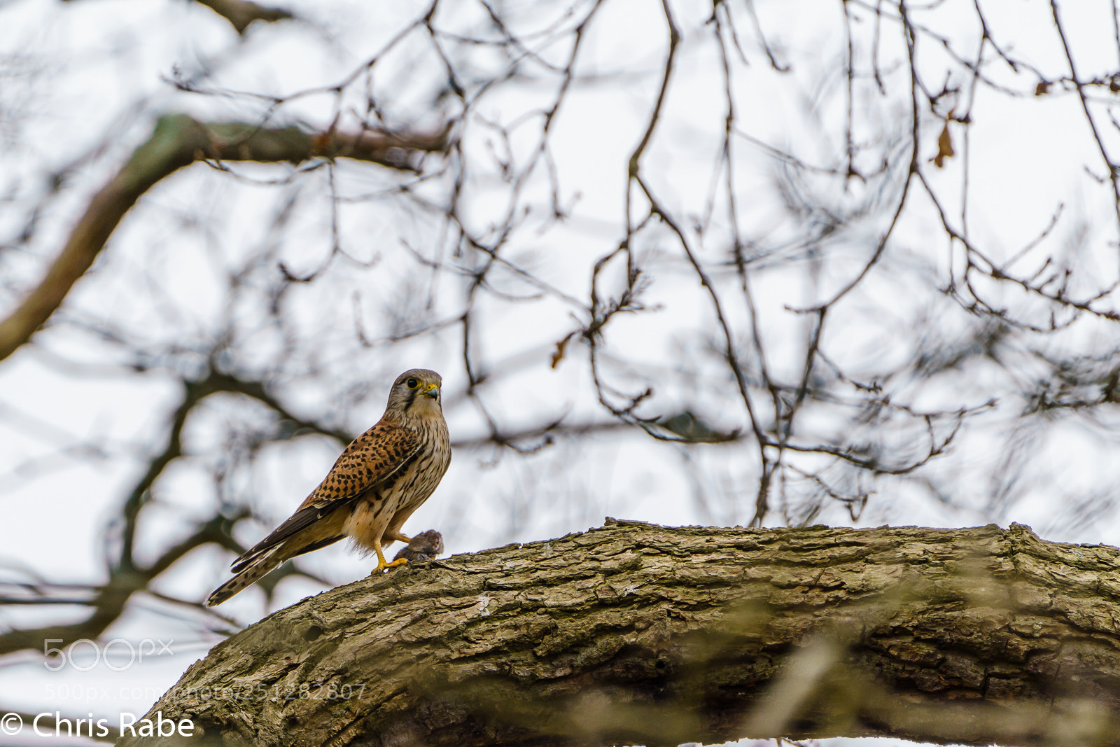 Sony a7R III sample photo. Kestrel with recent catch photography