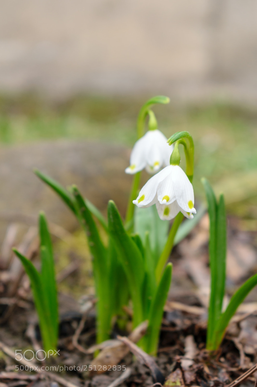 Nikon D5300 sample photo. Spring.. photography