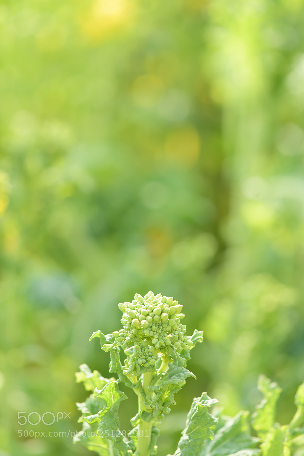 Nikon D850 sample photo. Buds photography