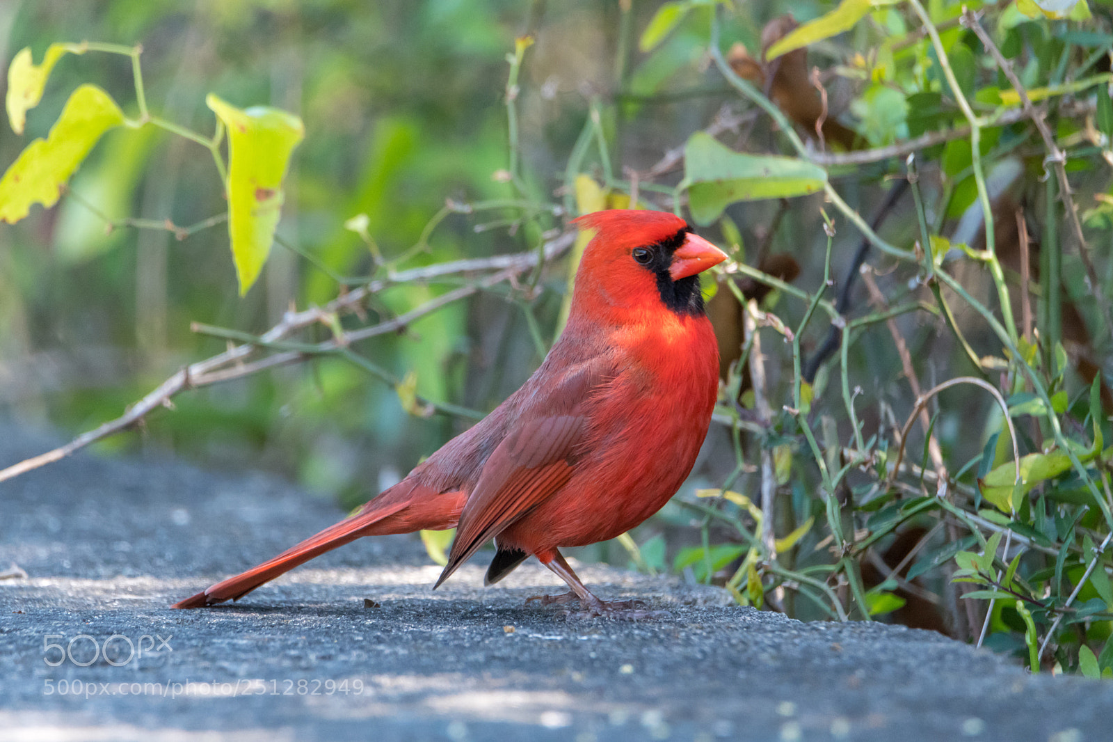 Nikon D500 sample photo. Cardinal at fort pickens photography