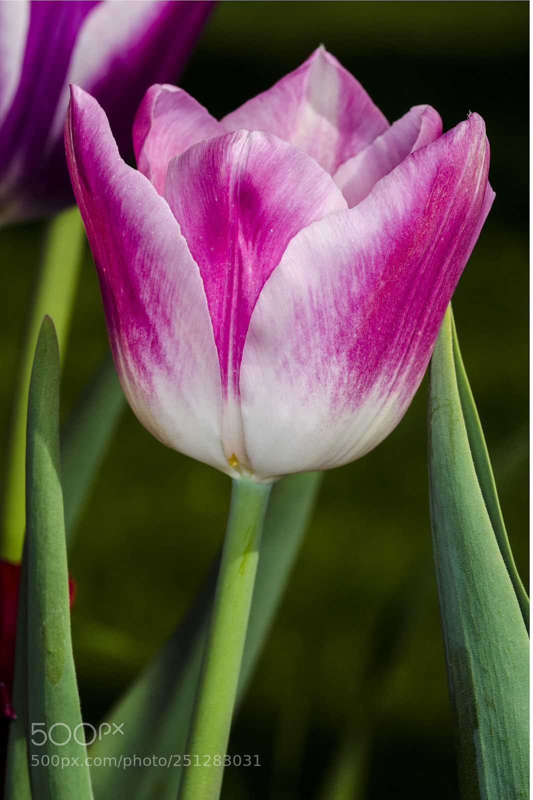 Nikon D5100 sample photo. Tuiip photography