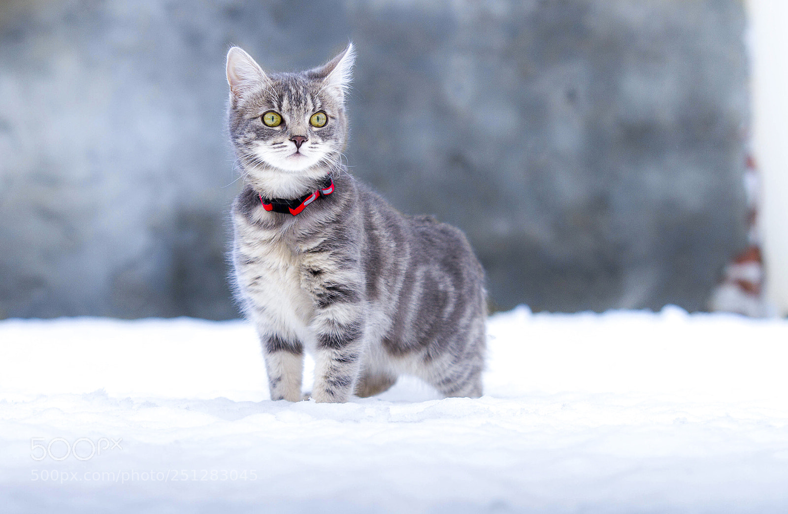 Canon EOS 7D sample photo. First snow photography