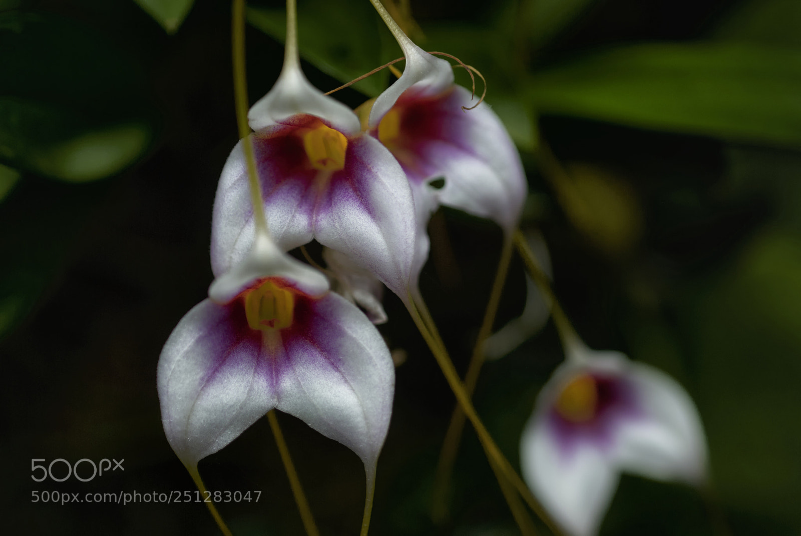 Nikon D200 sample photo. Floral photography