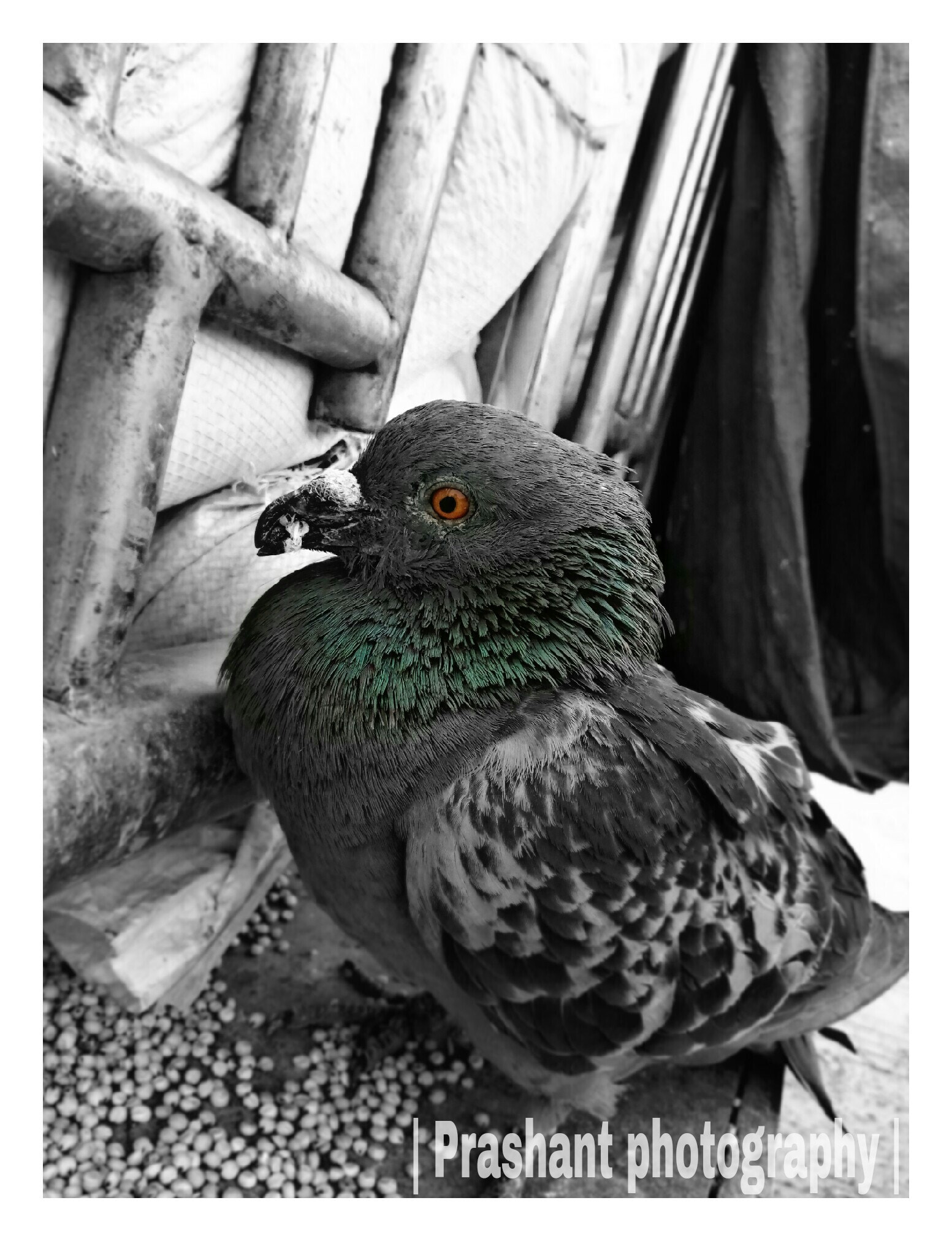 GIONEE F103 Pro sample photo. Pegion photography