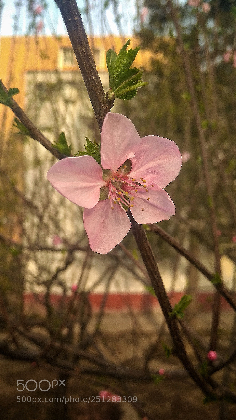 Xiaomi Redmi Note 4X sample photo. Untitled photography