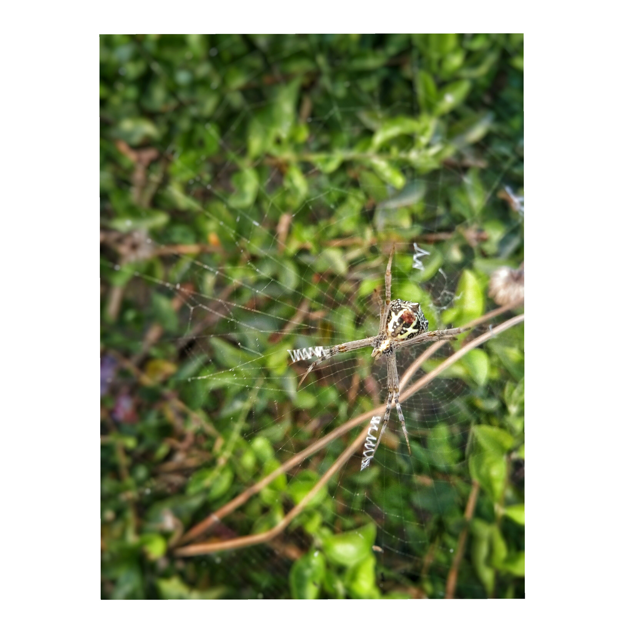 GIONEE F103 Pro sample photo. Spider photography