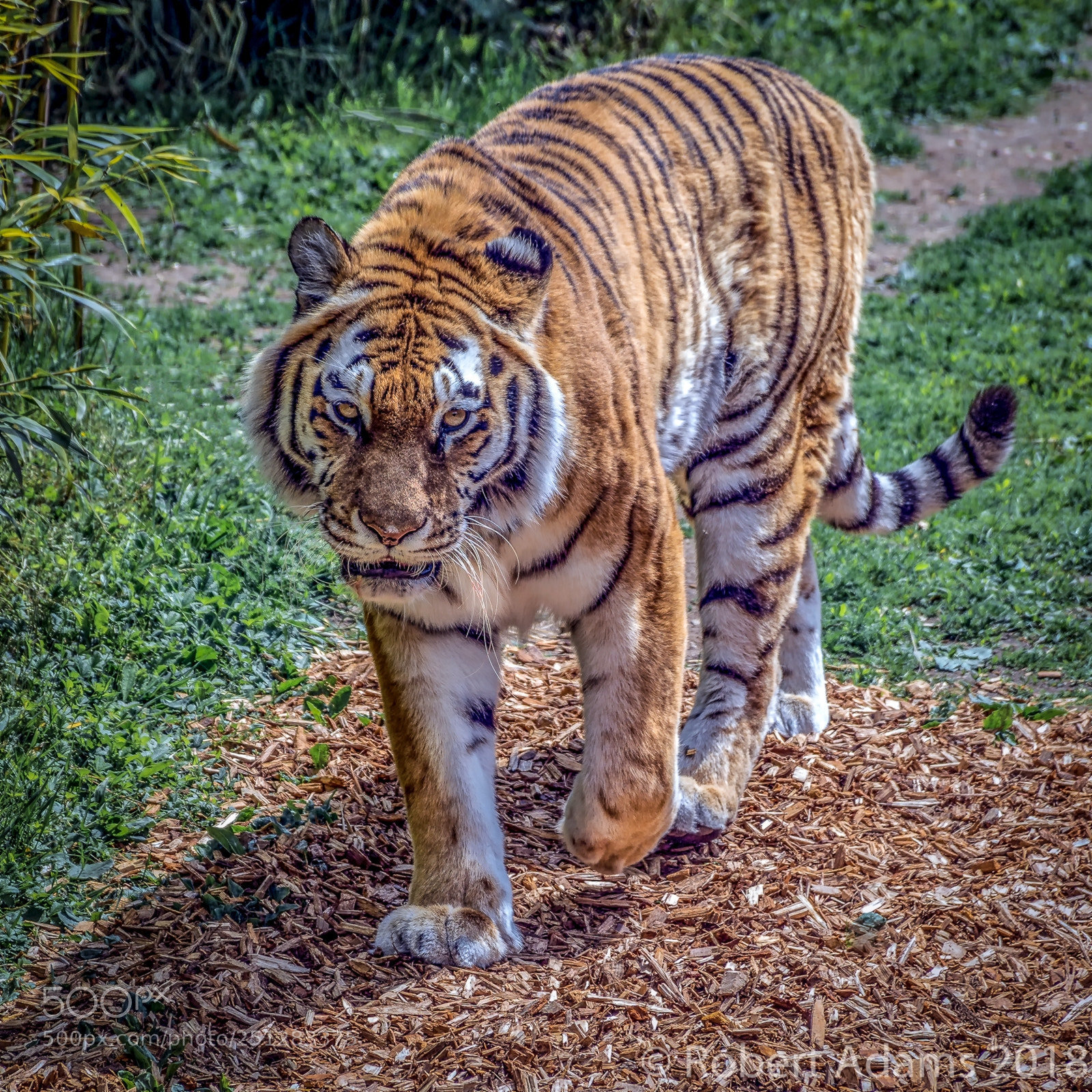 Nikon D7100 sample photo. Tiger photography