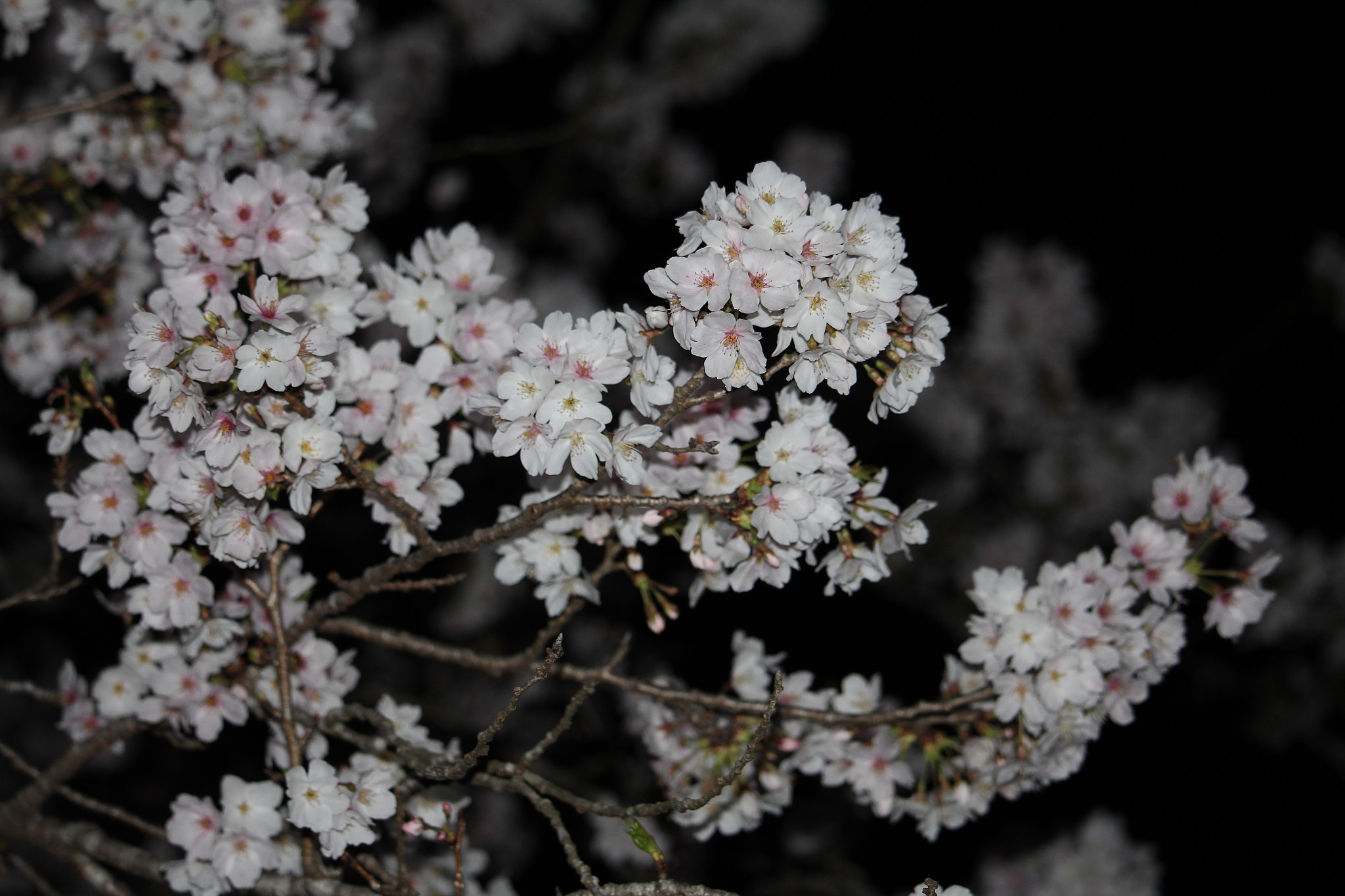 Canon EOS 700D (EOS Rebel T5i / EOS Kiss X7i) + Canon EF-S 55-250mm F4-5.6 IS STM sample photo. Sakura/3 photography