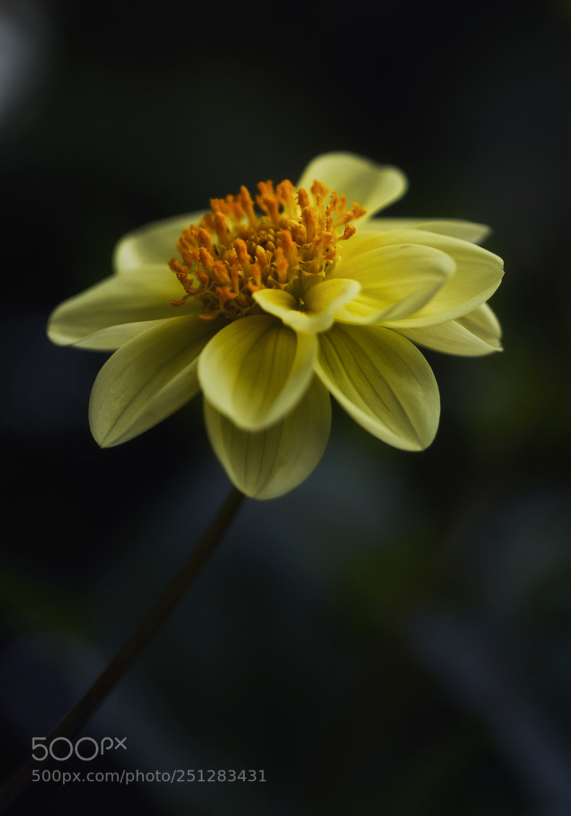 Nikon D200 sample photo. Yellow flower photography