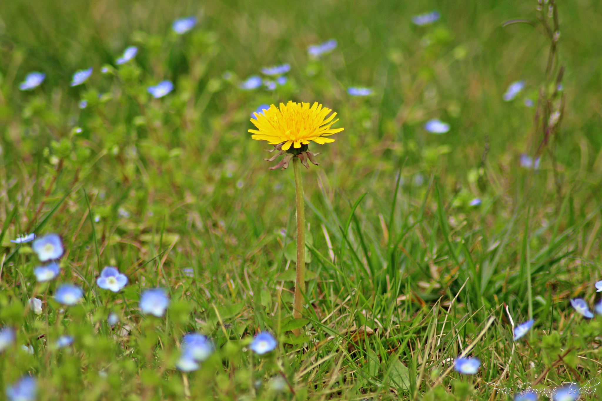 Canon EOS 1200D (EOS Rebel T5 / EOS Kiss X70 / EOS Hi) sample photo. The dandelion... photography