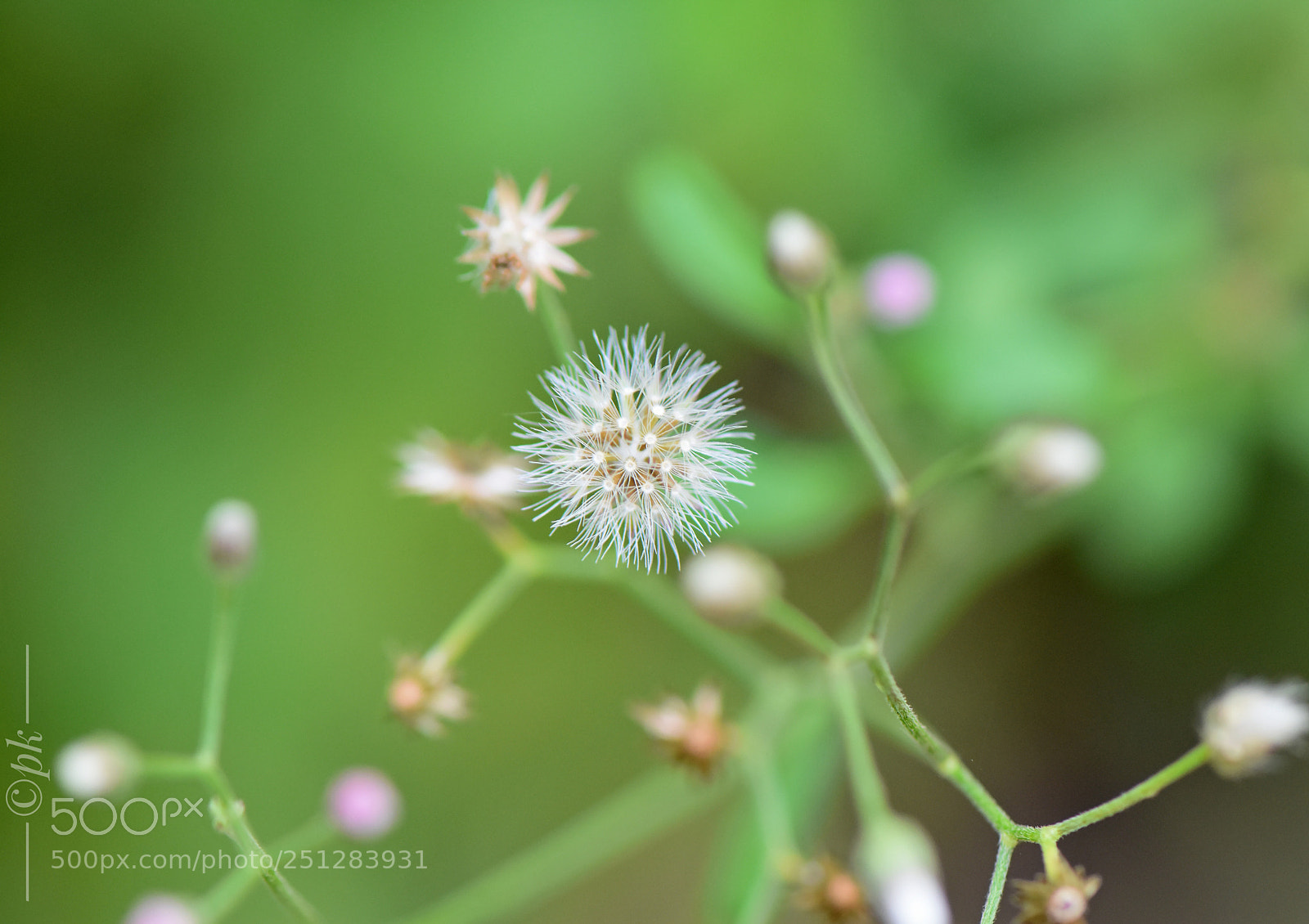 Nikon D7200 sample photo. Flower photography