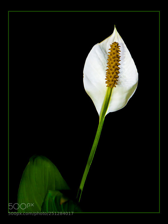 Pentax K10D sample photo. A flower named plain photography