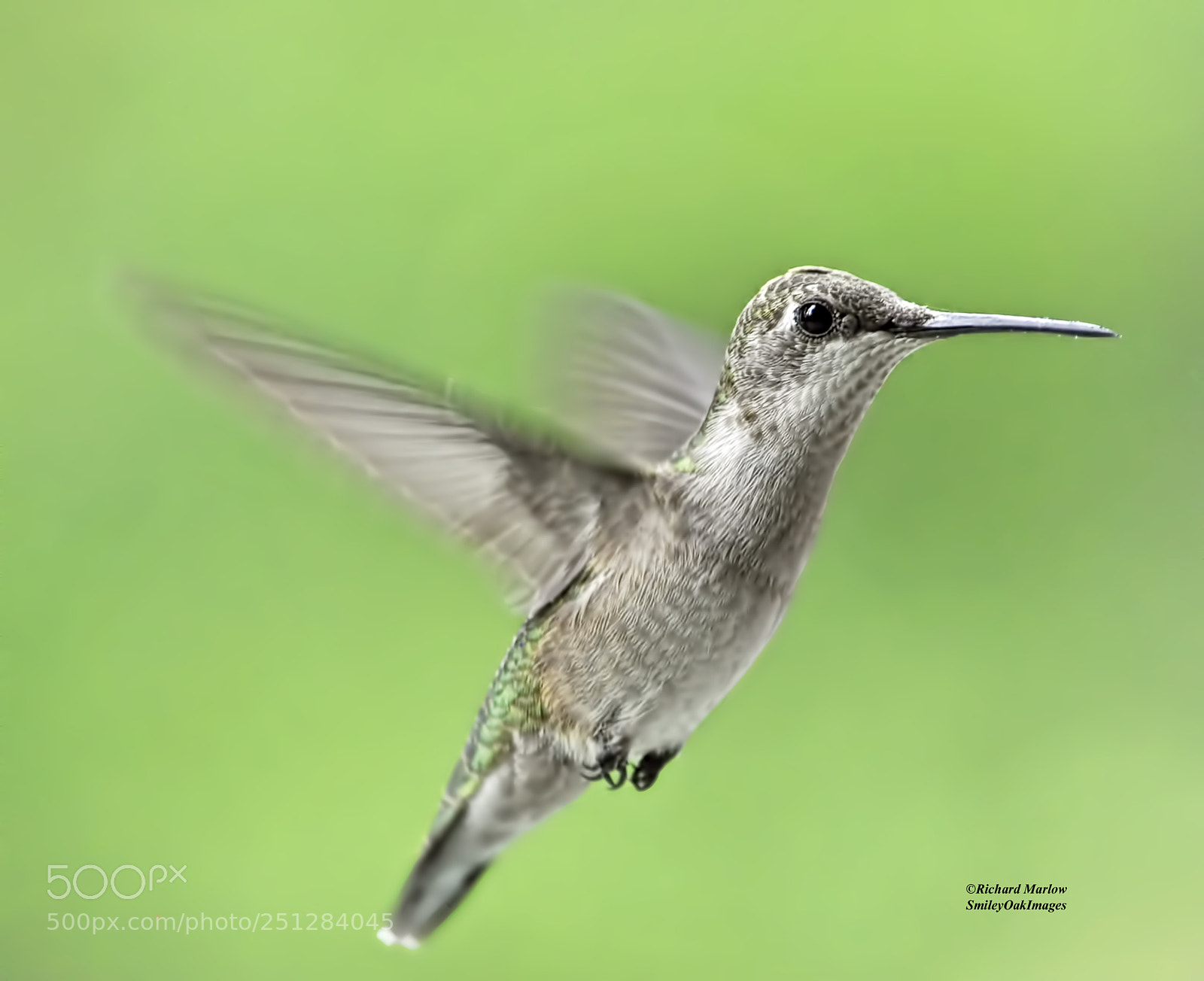 Nikon D5000 sample photo. Hummingbird photography