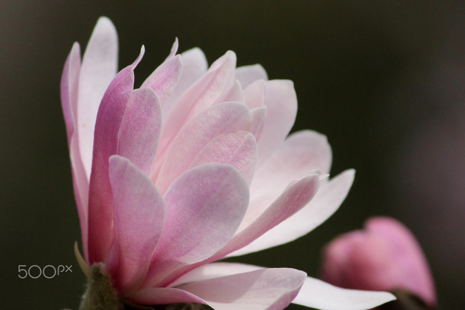 Canon EOS 100D (EOS Rebel SL1 / EOS Kiss X7) sample photo. Star magnolia photography