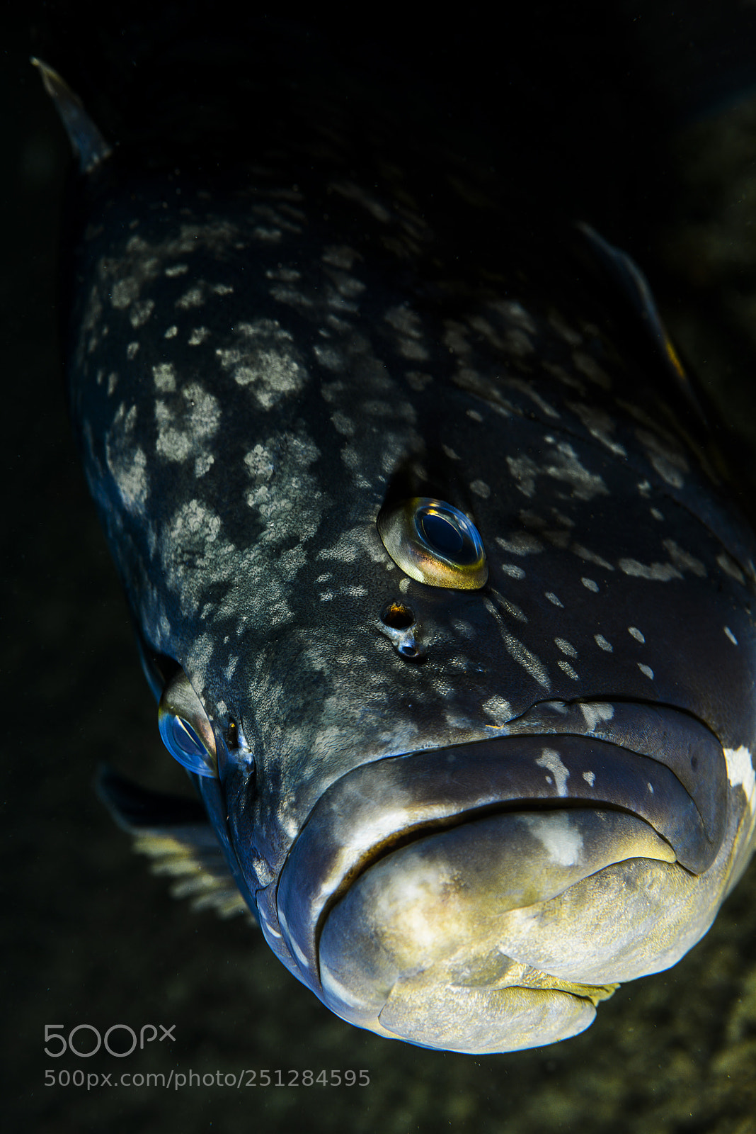 Nikon D800E sample photo. The grouper photography