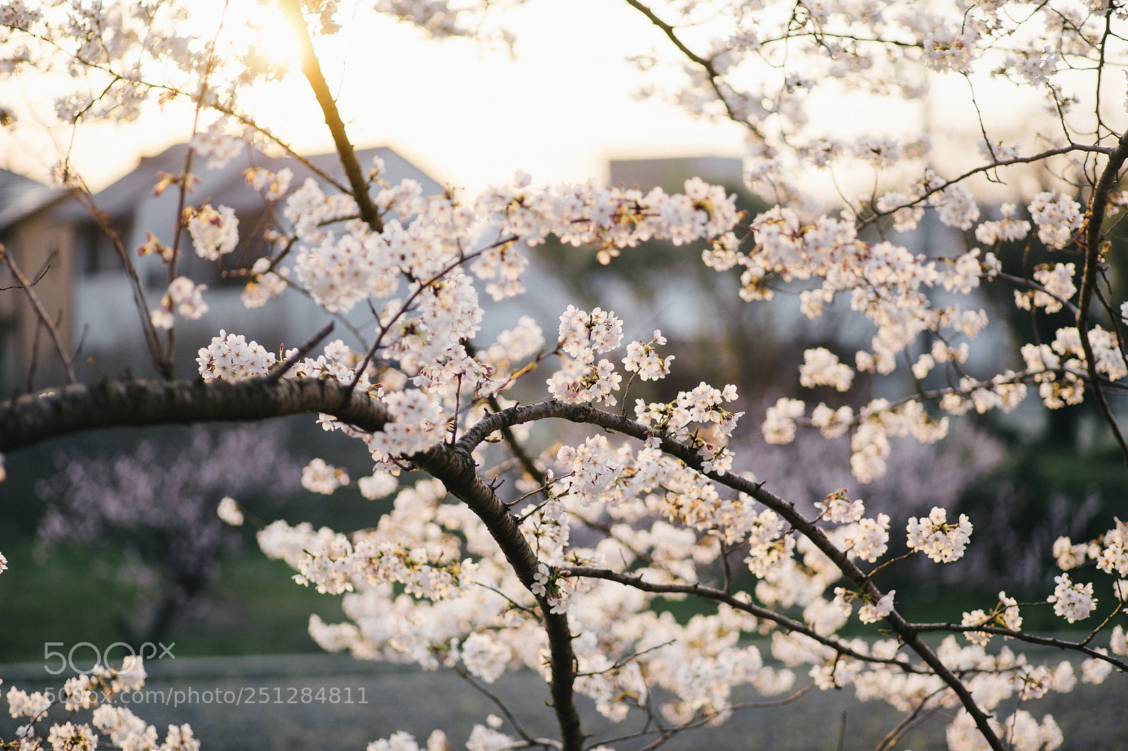 Sony a7 sample photo. Cherry blossom. photography