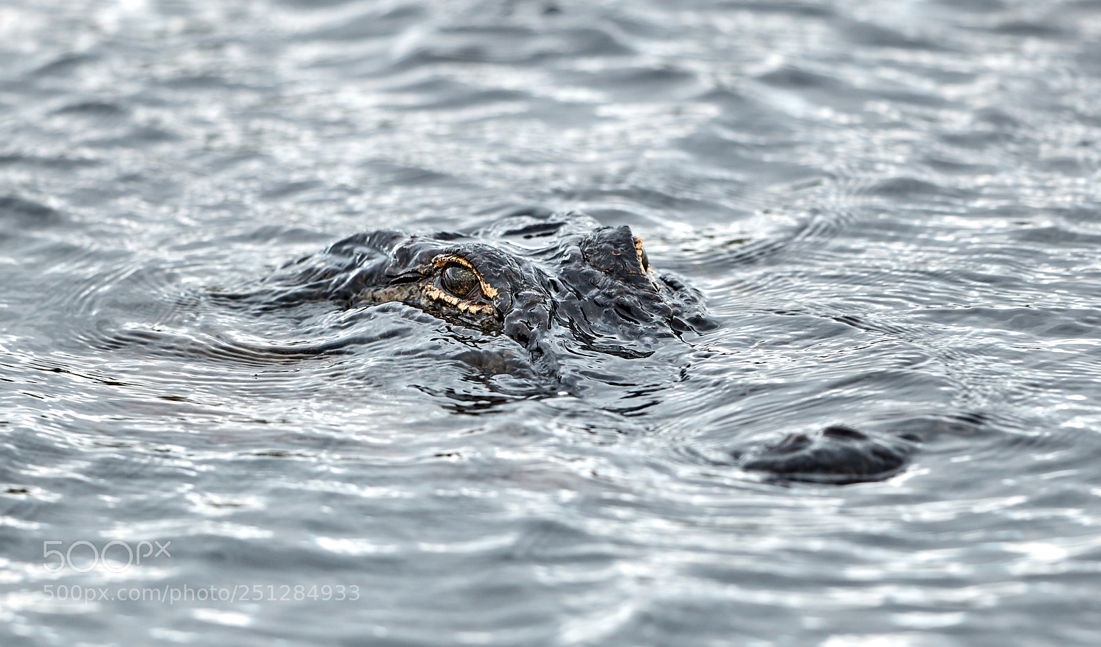 Canon EOS-1D X Mark II sample photo. 03-29-18-0009812.jpg photography