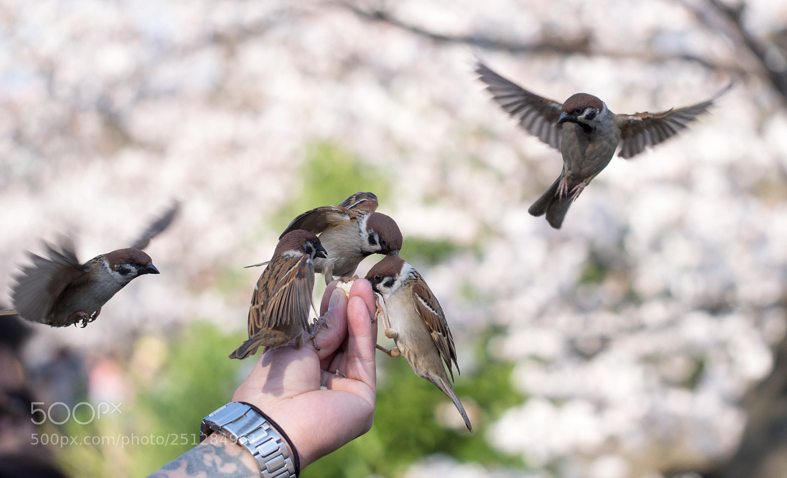 Olympus PEN E-PL6 sample photo. Spring birds photography
