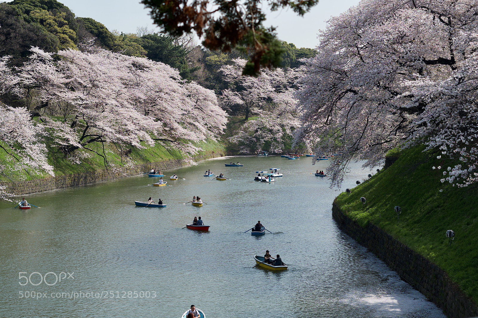 Pentax K-S2 sample photo. Cherry blossoms in chidorigafuchi photography