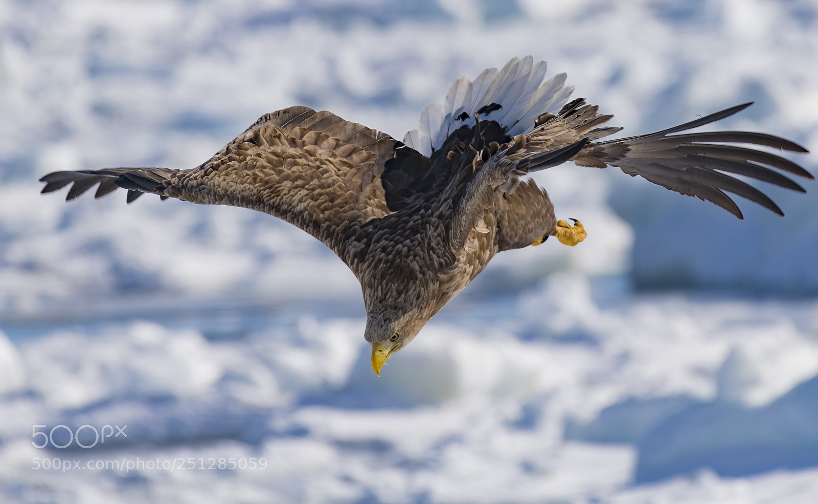 Nikon D850 sample photo. Full flaps photography