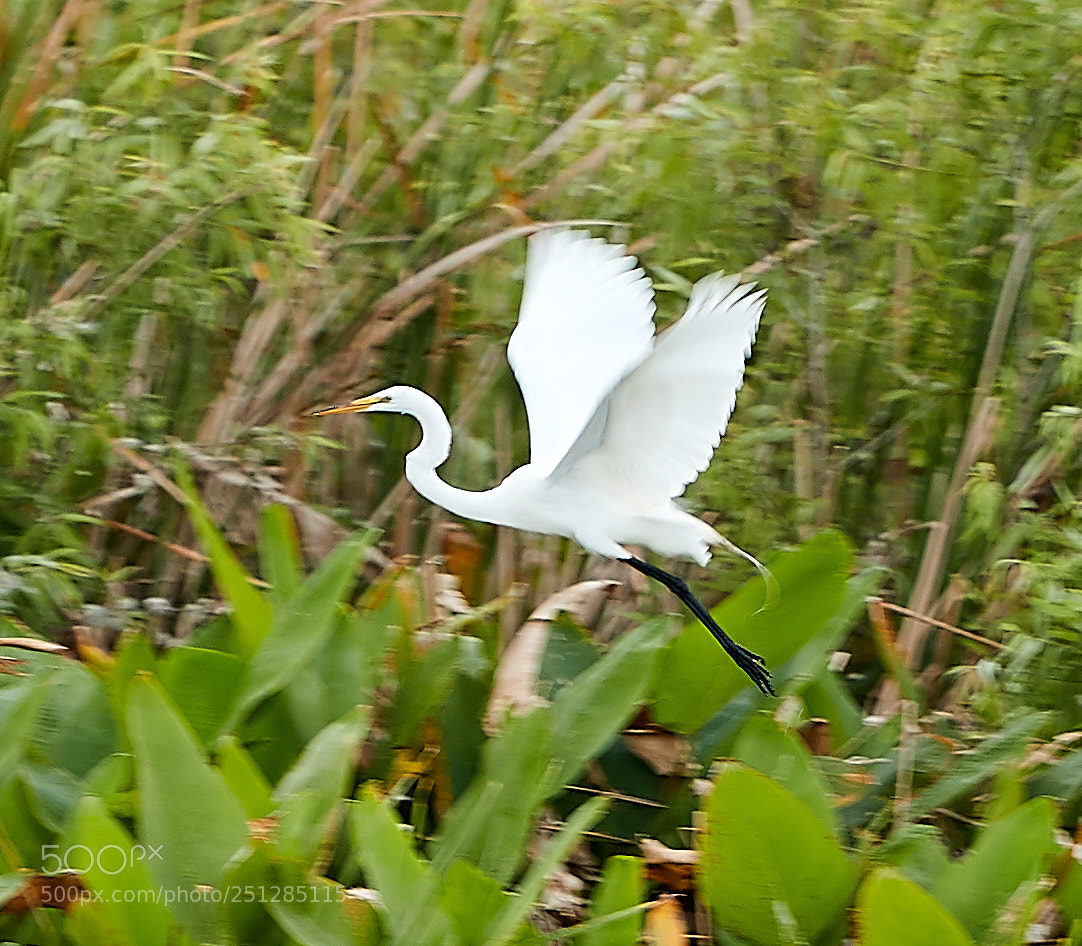 Canon EOS-1D X Mark II sample photo. 03-29-18-0009789.jpg photography