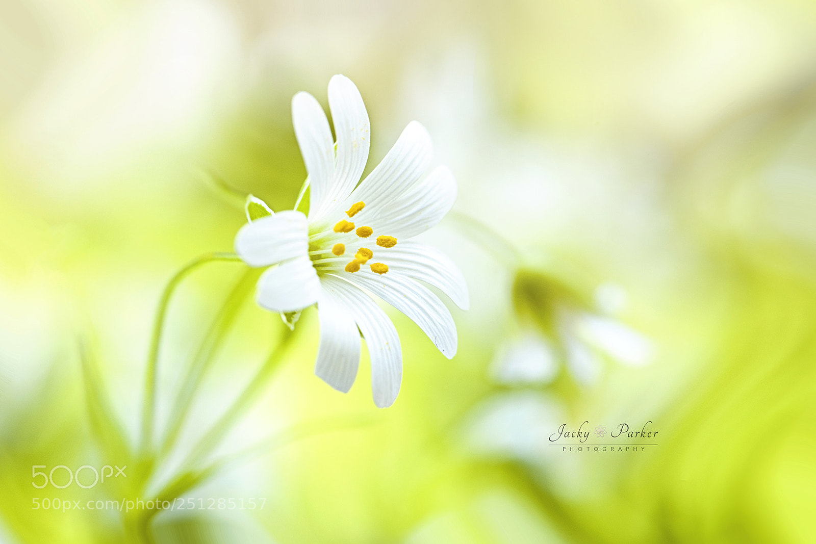 Nikon D700 sample photo. Spring white photography