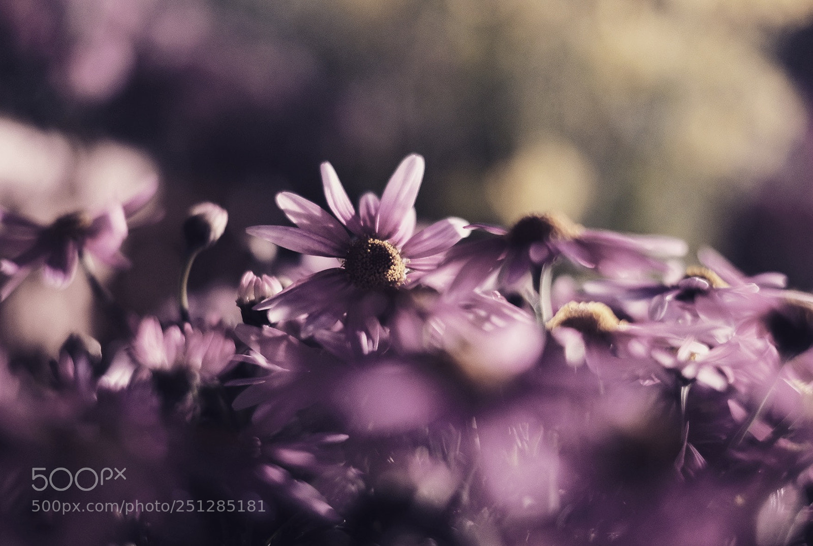 Fujifilm X-T20 sample photo. Night garden photography
