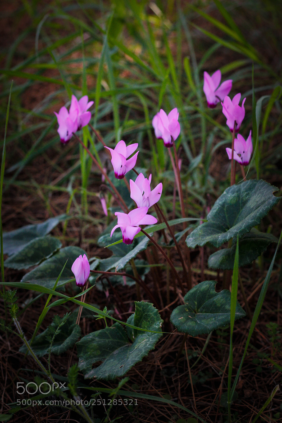 Canon EOS 550D (EOS Rebel T2i / EOS Kiss X4) sample photo. Cyclamen photography