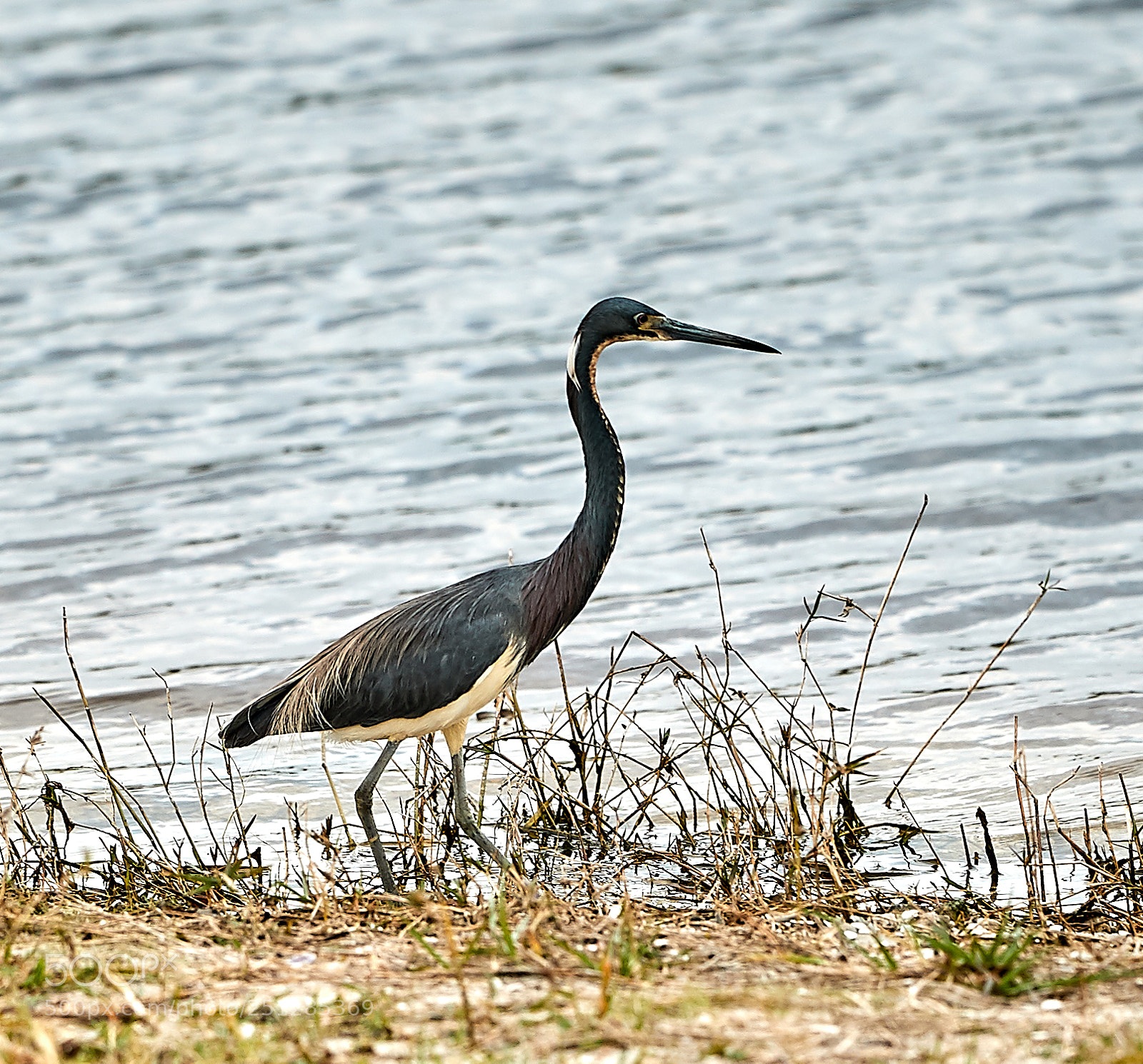 Canon EOS-1D X Mark II sample photo. 03-29-18-0009772.jpg photography