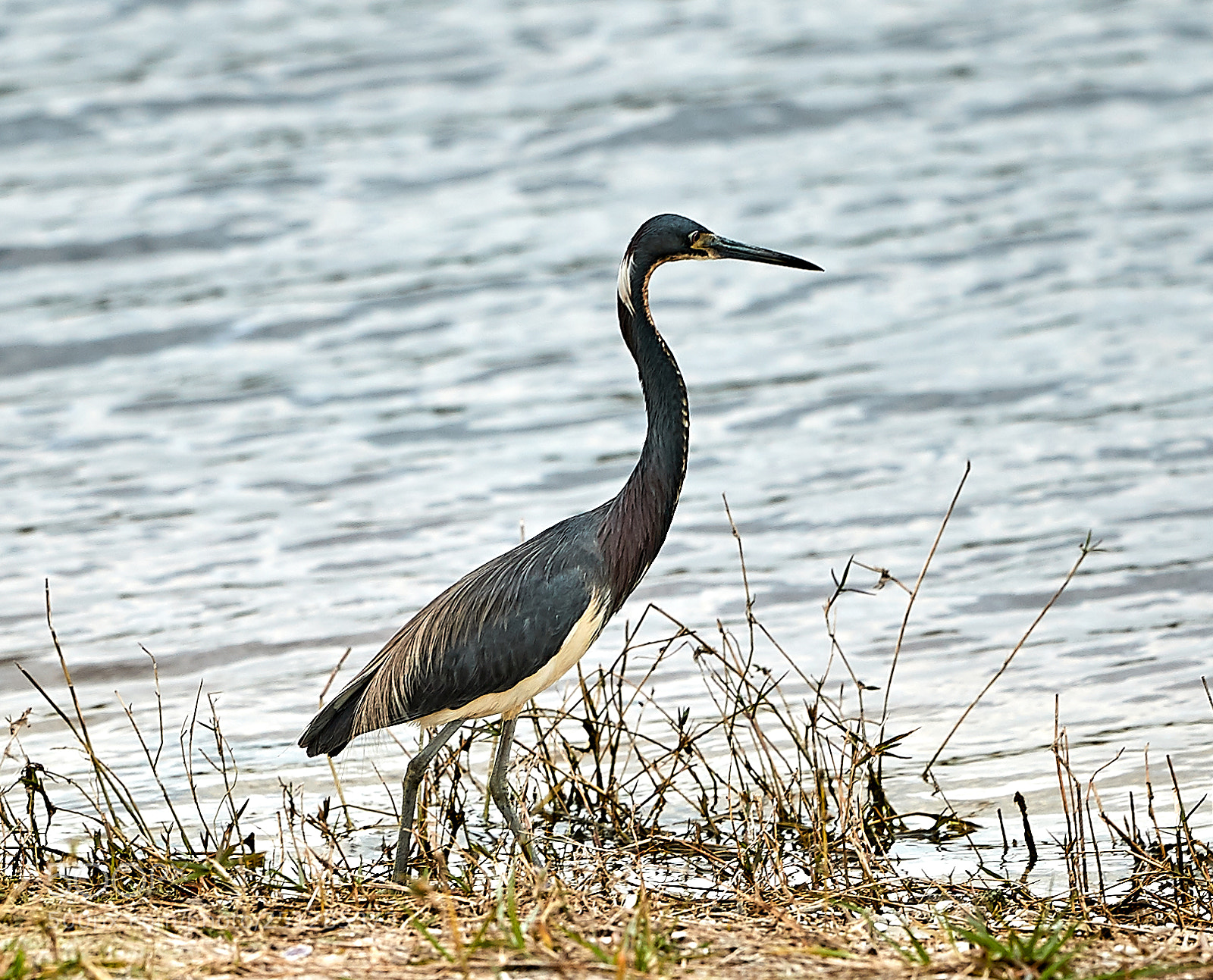 Canon EOS-1D X Mark II sample photo. 03-29-18-0009771.jpg photography