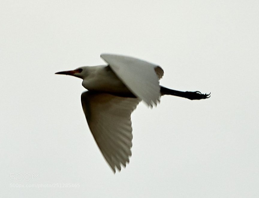 Canon EOS-1D X Mark II sample photo. 03-29-18-0009764.jpg photography