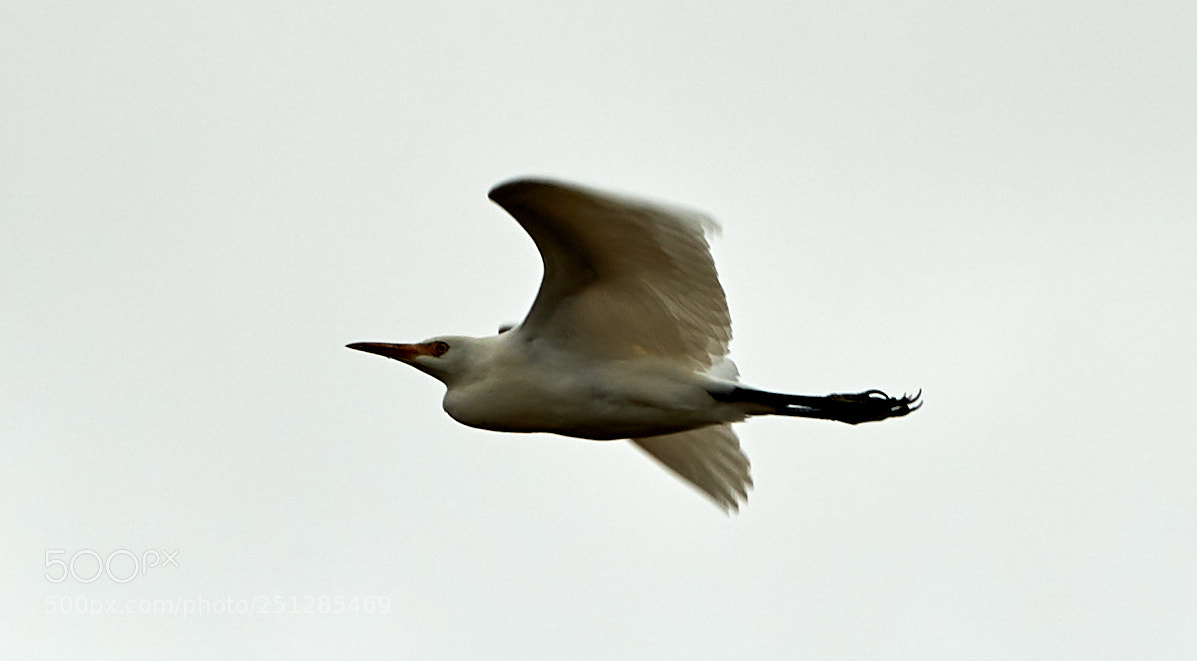 Canon EOS-1D X Mark II sample photo. 03-29-18-0009763.jpg photography