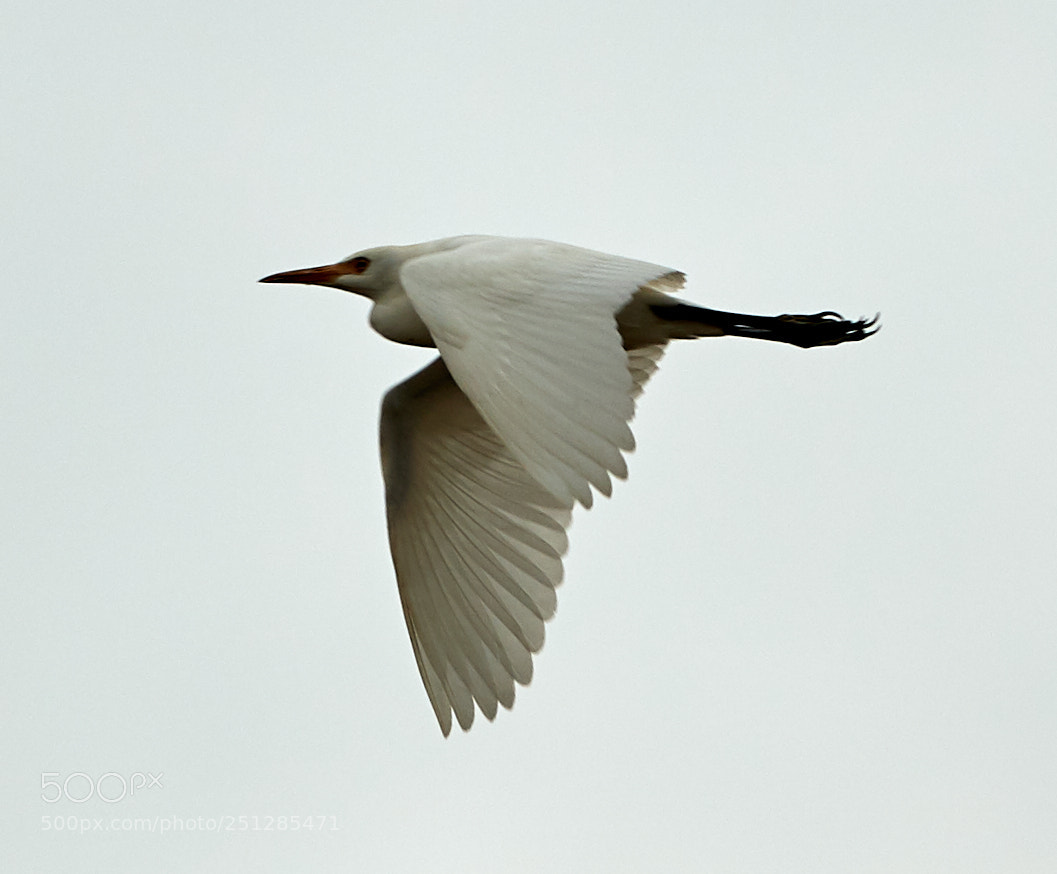 Canon EOS-1D X Mark II sample photo. 03-29-18-0009762.jpg photography