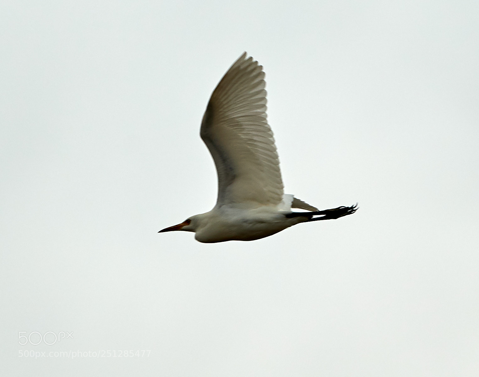 Canon EOS-1D X Mark II sample photo. 03-29-18-0009761.jpg photography