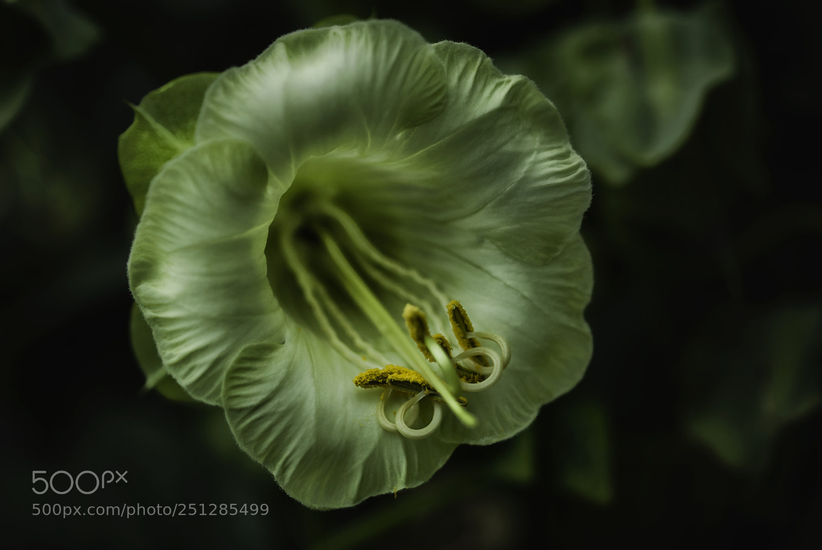 Nikon D200 sample photo. Floral photography