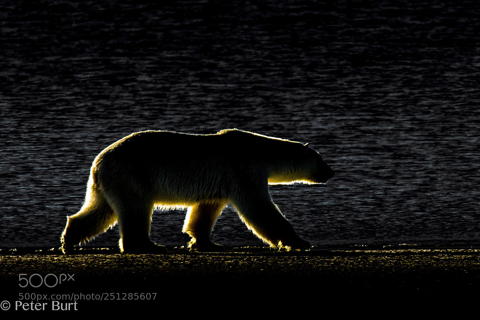 Canon EOS 5DS R sample photo. Backlit polar bear photography