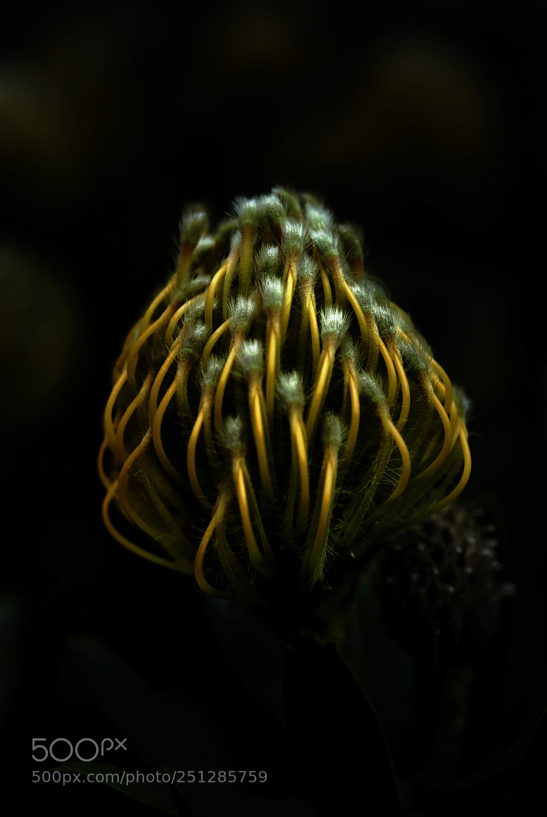 Nikon D200 sample photo. Floral photography