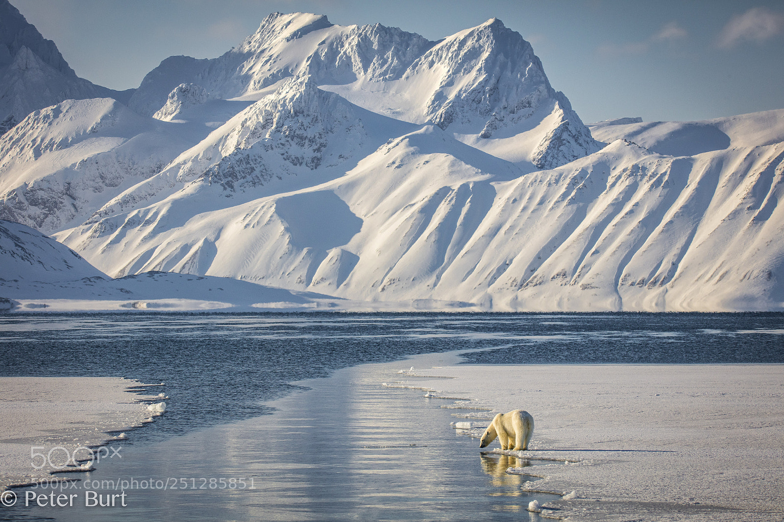 Canon EOS 5DS R sample photo. Polar bear landscape photography
