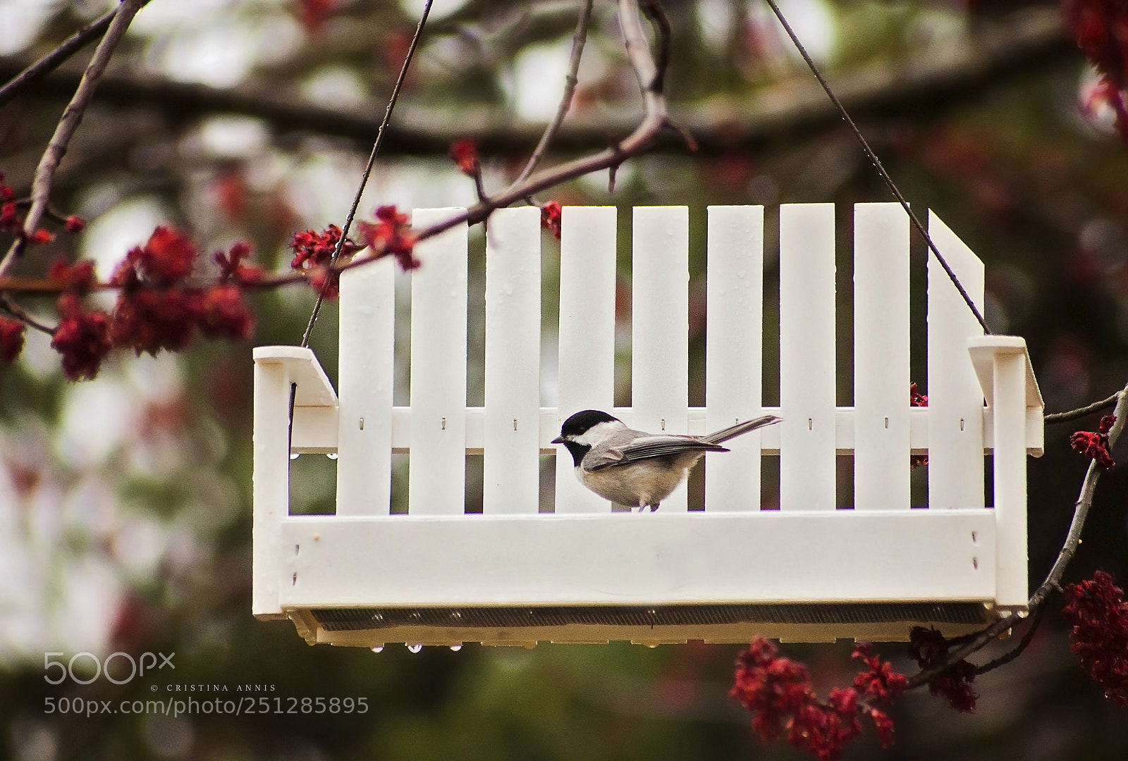 Nikon D90 sample photo. Chickadee photography