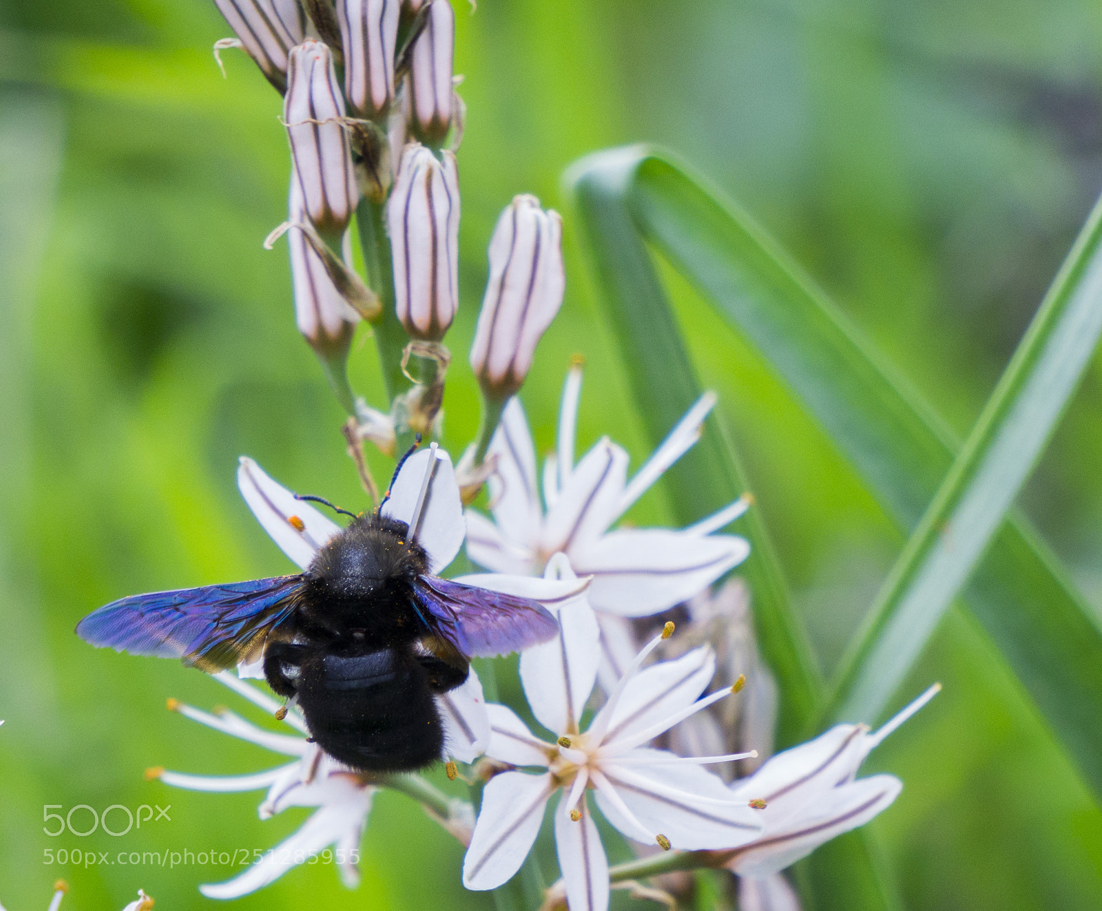 Sony a6000 sample photo. Bahar telaşı photography